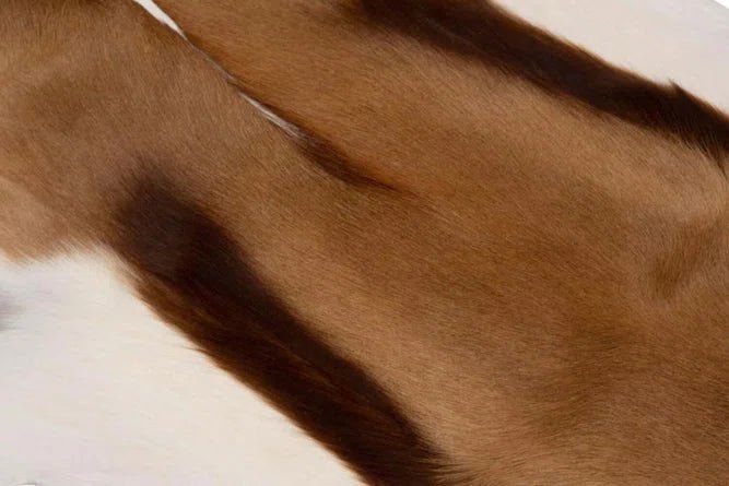 Springbok Hide Rug - The Art of Broken Pieces